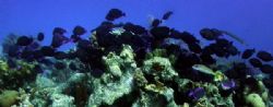 exodus...blue tangs on a seeming exodus away from Bari re... by Barry Kirchner 